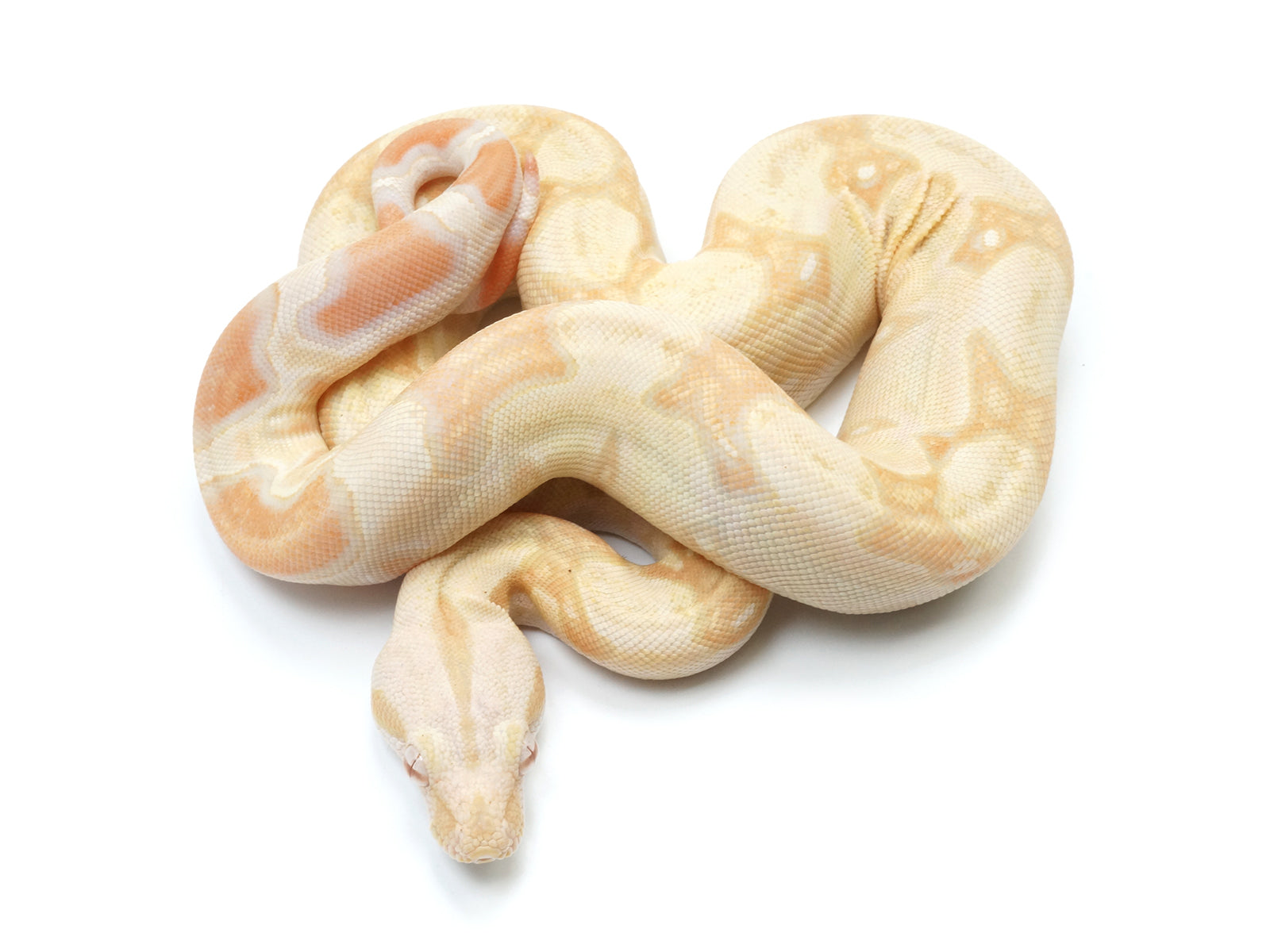 2022 Male Albino IMG Boa Constrictor