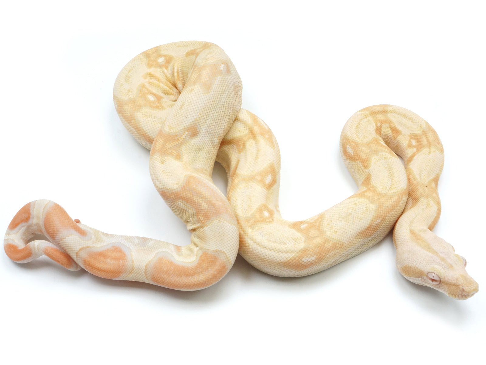 2022 Male Albino IMG Boa Constrictor