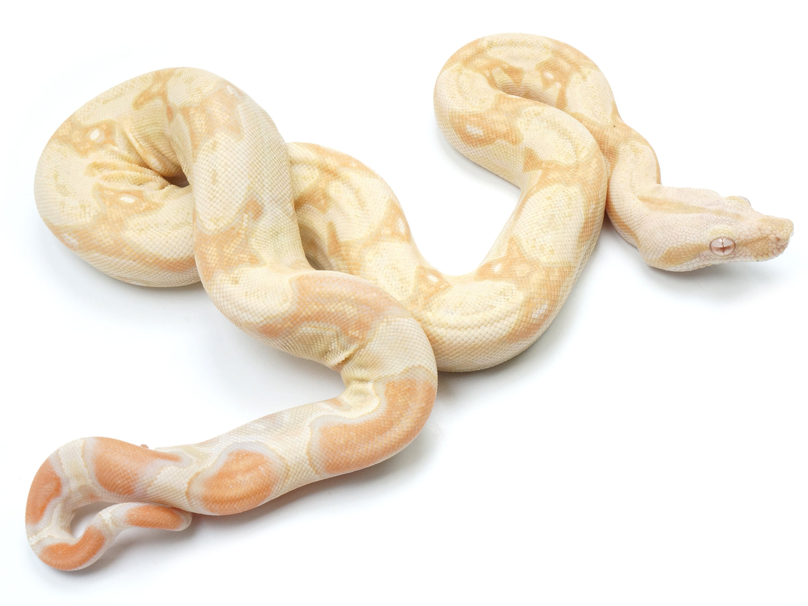 2022 Male Albino IMG Boa Constrictor