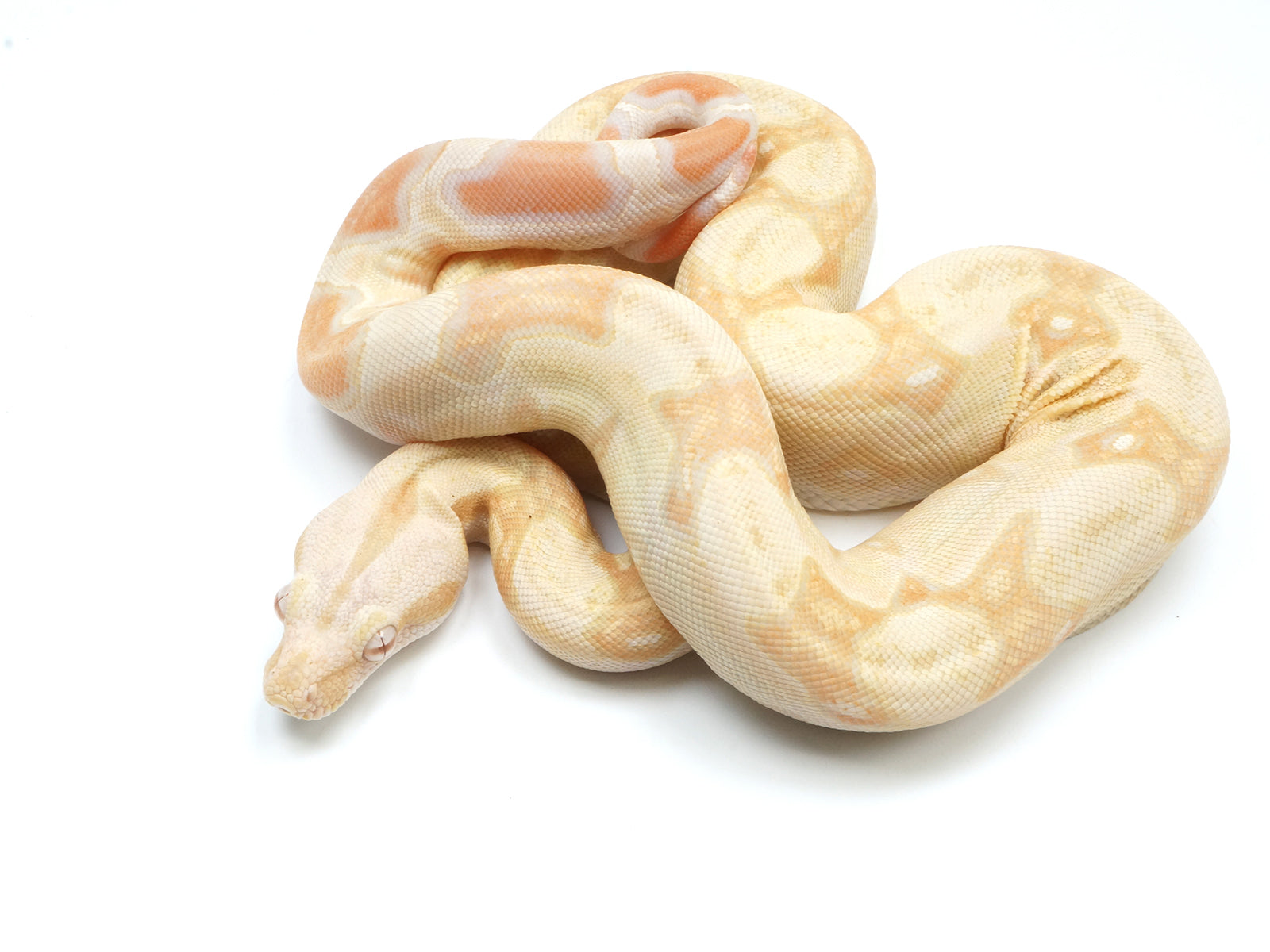 2022 Male Albino IMG Boa Constrictor