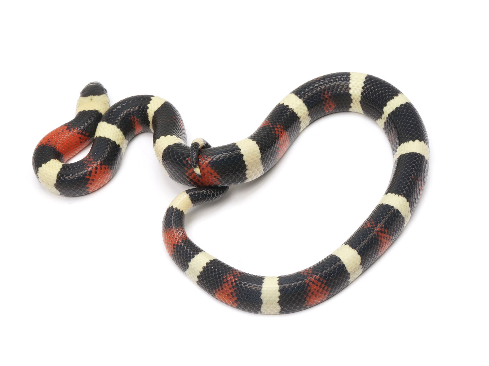 2022 Male Apricot Pueblan Milk Snake