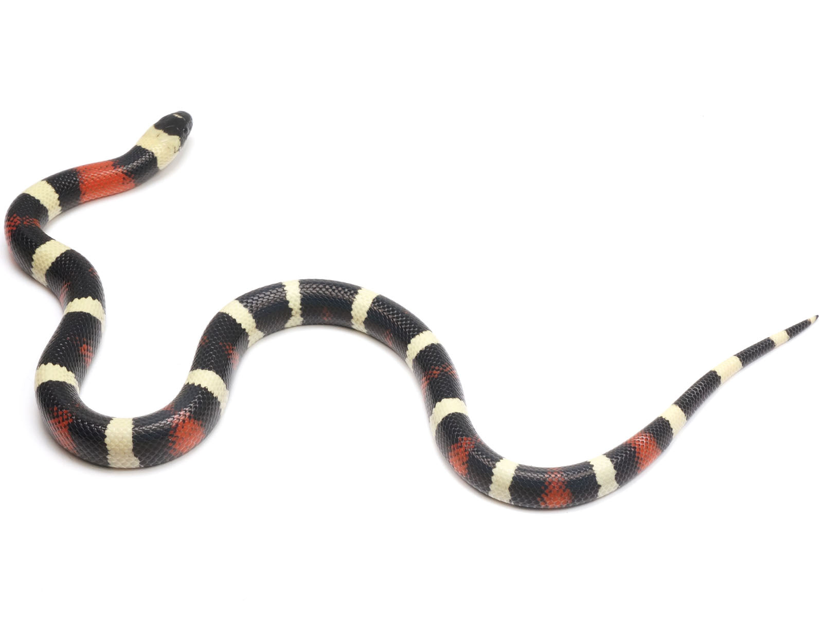 2022 Male Apricot Pueblan Milk Snake