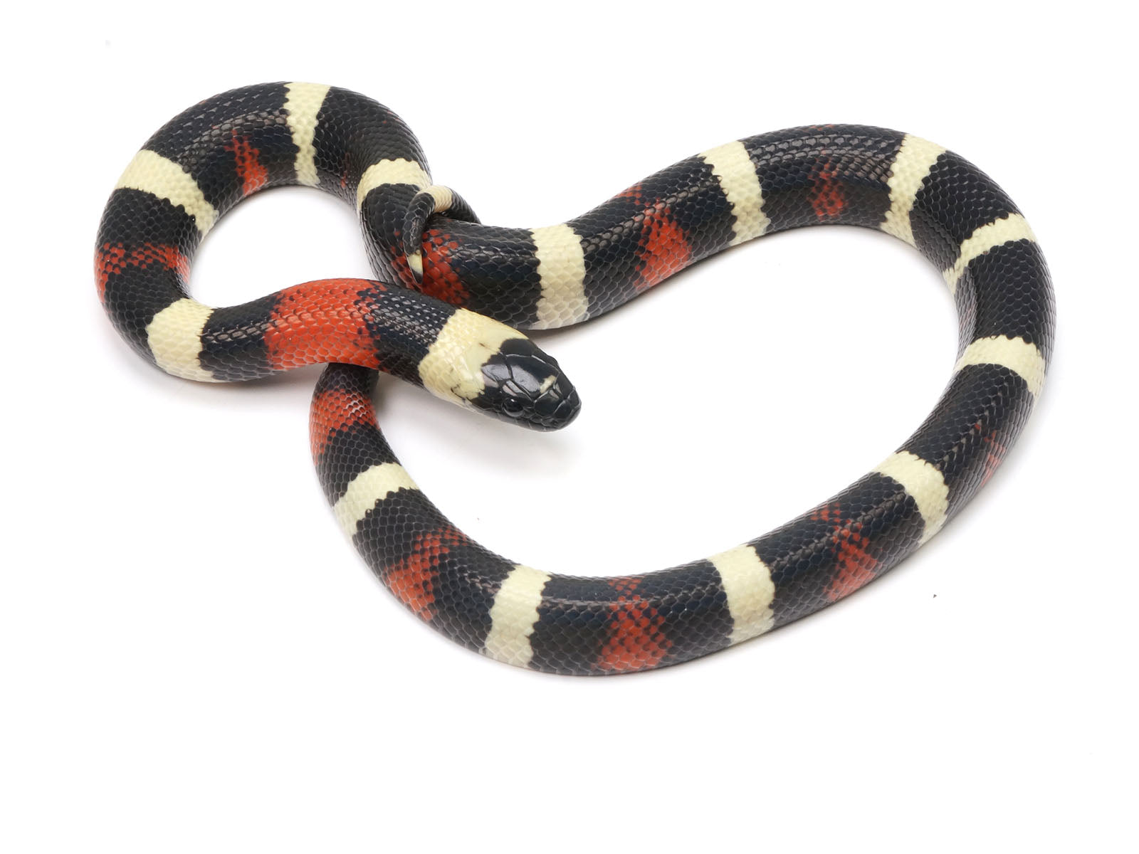 2022 Male Apricot Pueblan Milk Snake