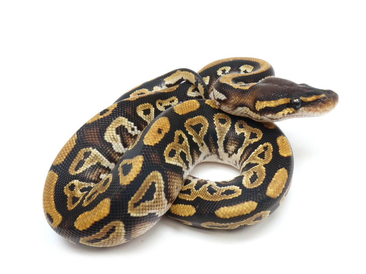 2022 Male Bongo Het Clown 66% Possible Het Hypo Ball Python. – New 