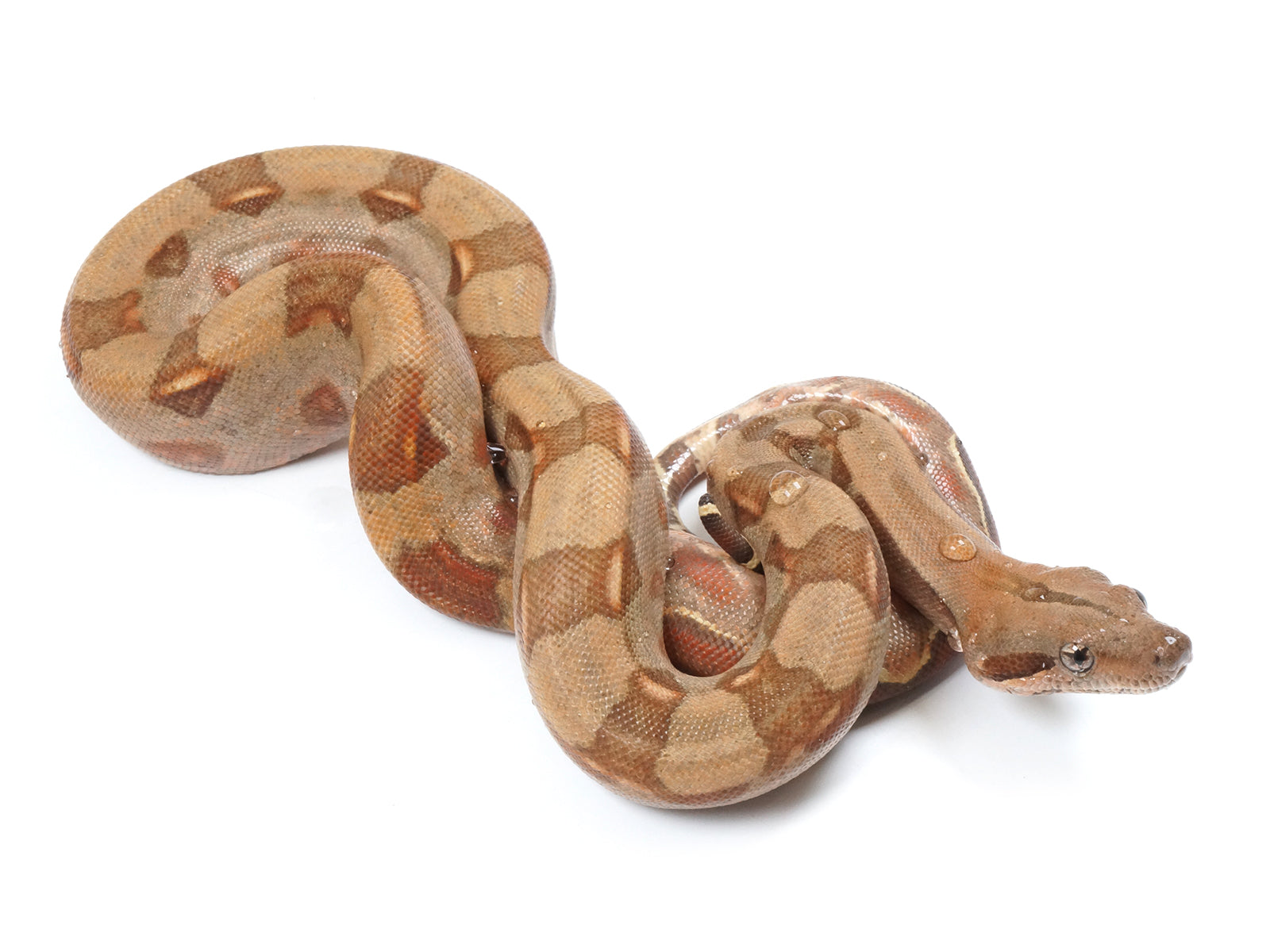 2022 Male Burke T+ Hypo Boa Constrictor