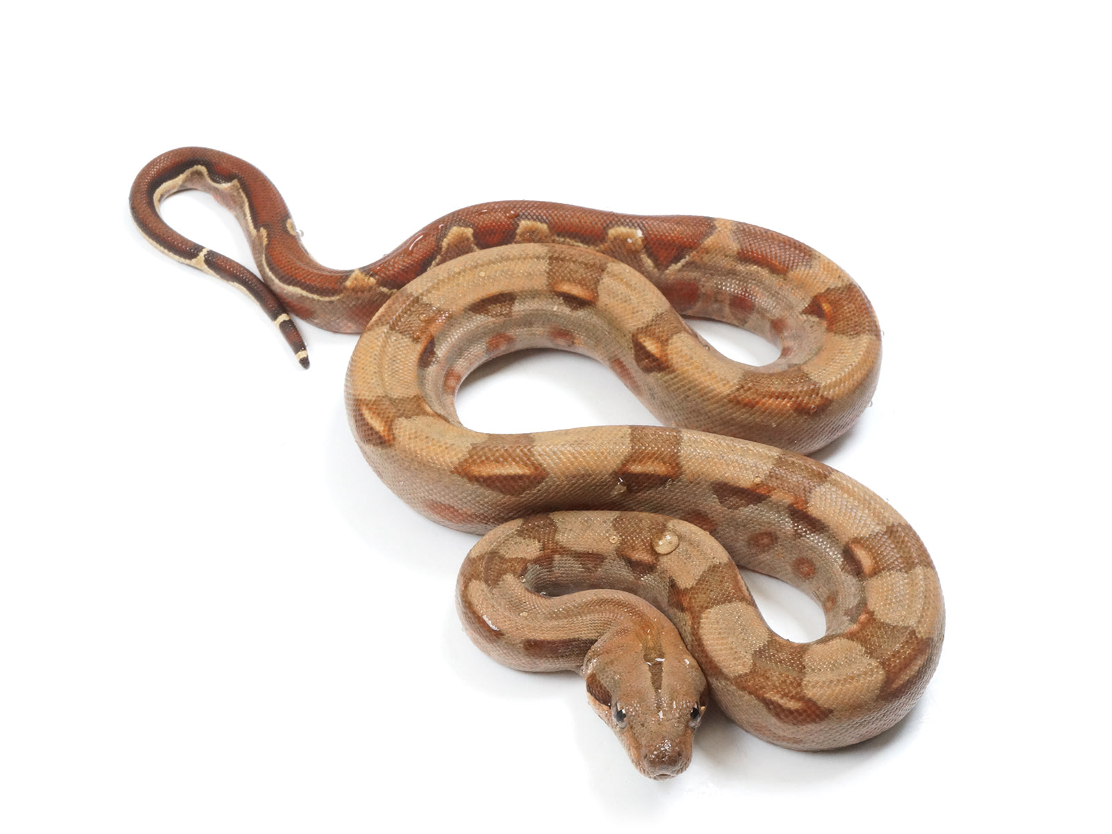 2022 Male Burke T+ Hypo Boa Constrictor