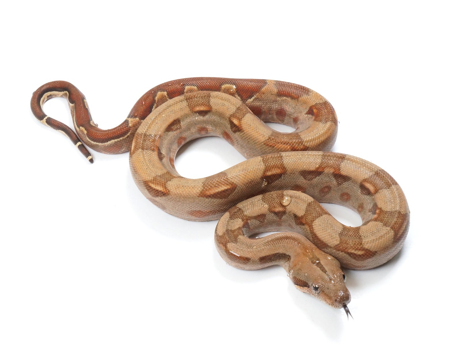 2022 Male Burke T+ Hypo Boa Constrictor