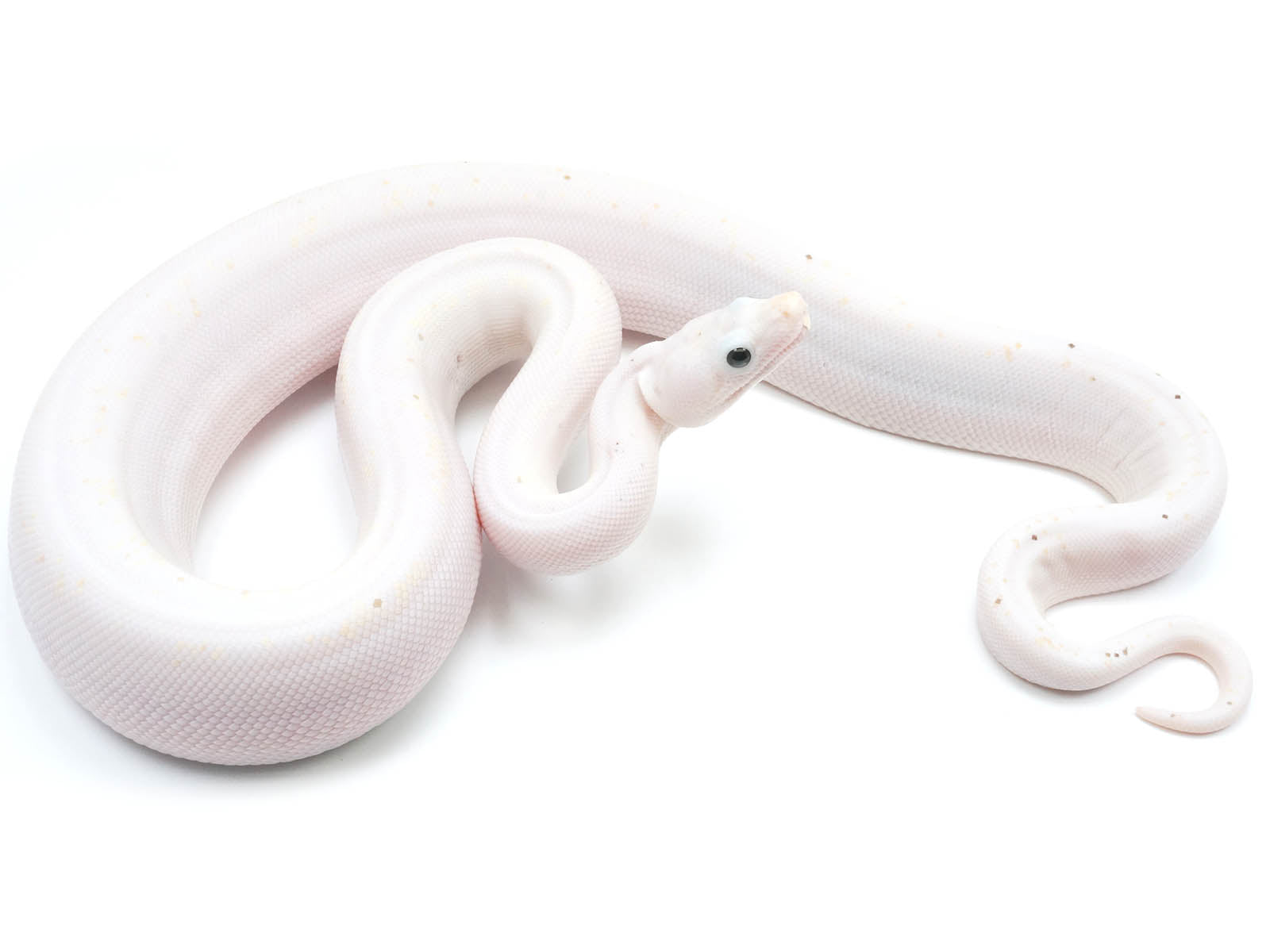 2022 Male Emperor Diamond Boa Constrictor