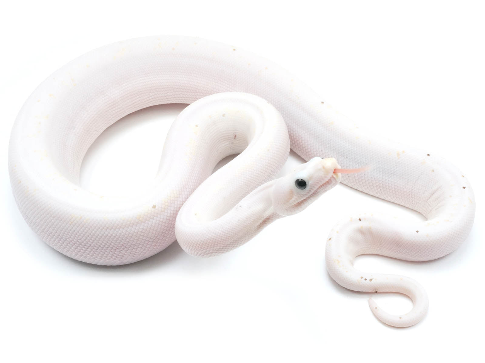 2022 Male Emperor Diamond Boa Constrictor