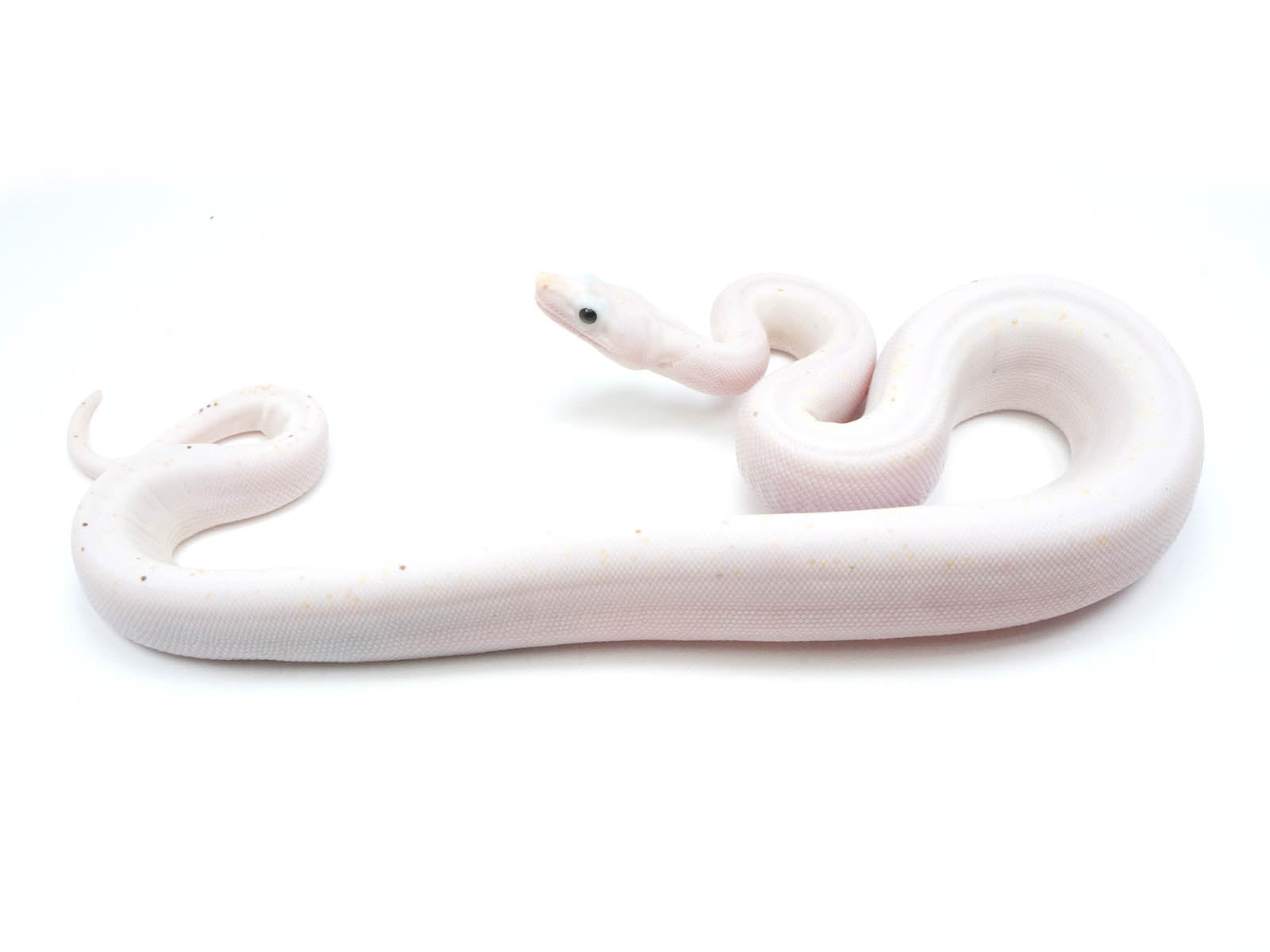 2022 Male Emperor Diamond Boa Constrictor