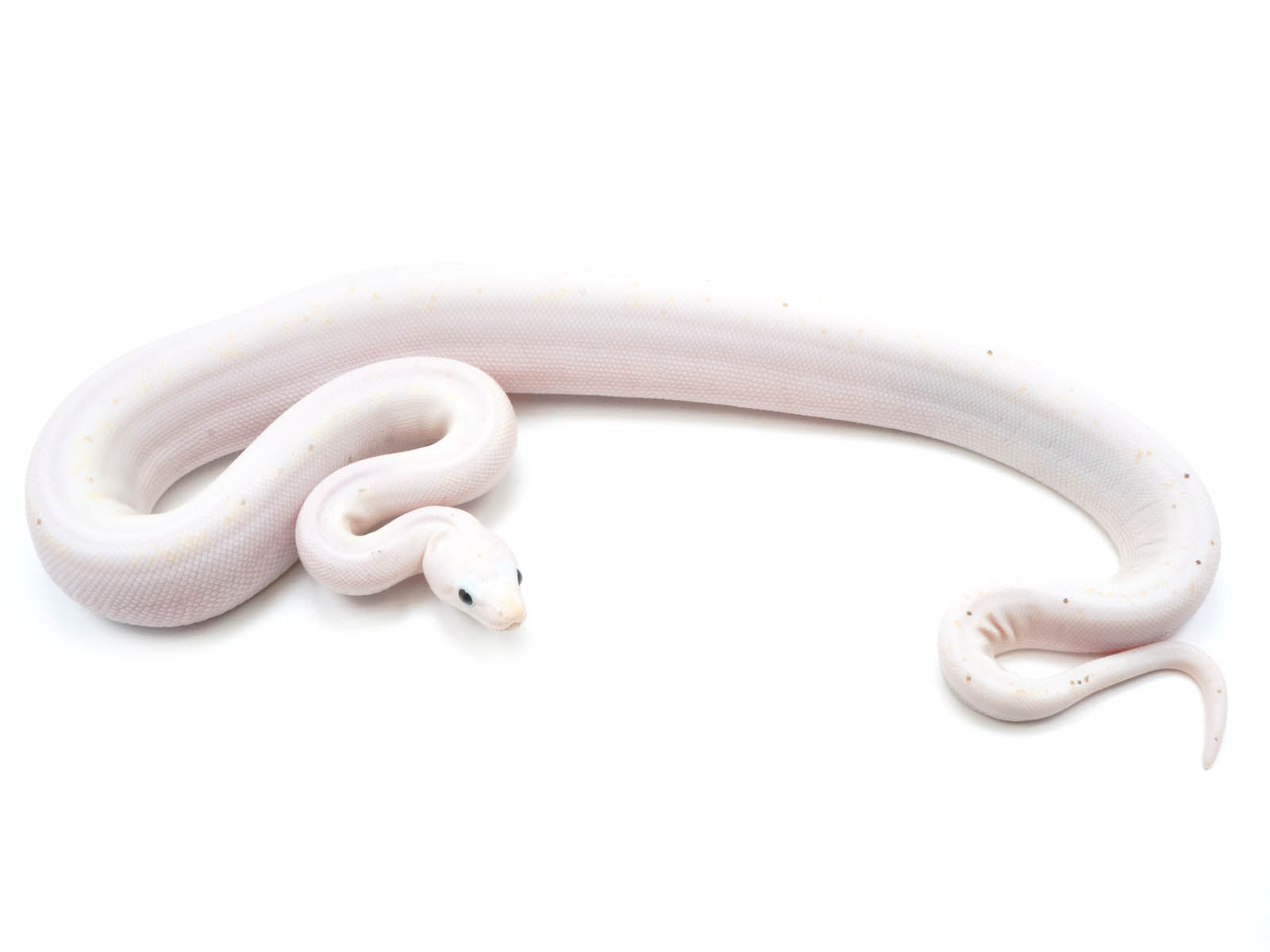 2022 Male Emperor Diamond Boa Constrictor