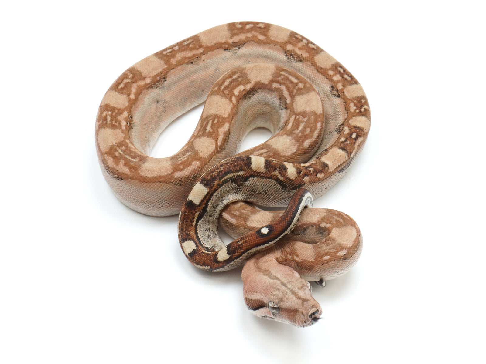 2022 Male Fire Aztec Het Kahl Albino Boa Constrictor