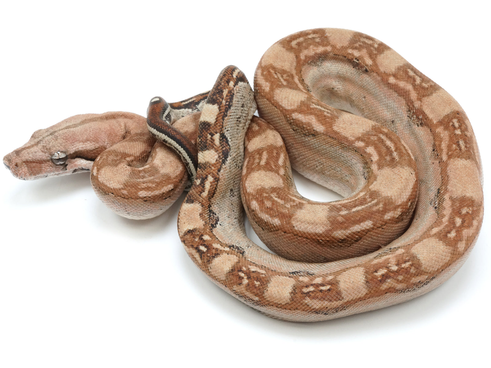 2022 Male Fire Aztec Het Kahl Albino Boa Constrictor