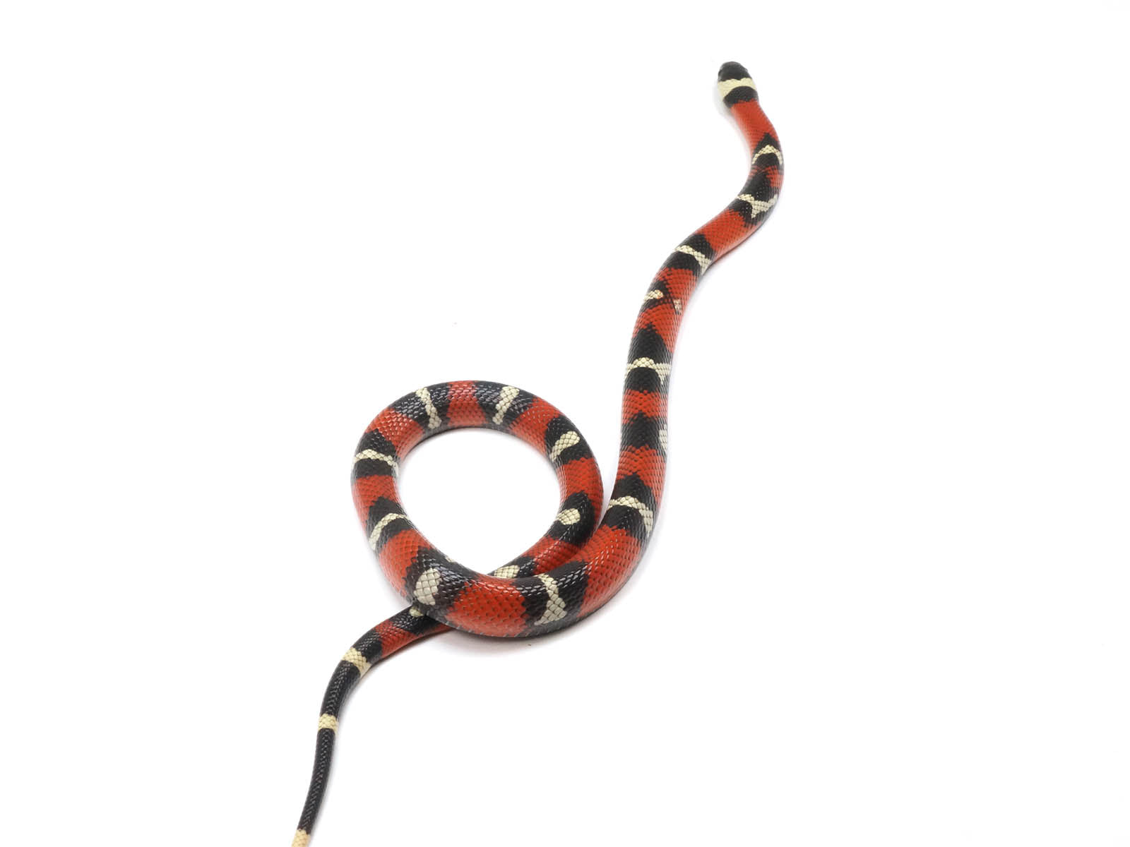 2022 Male Het Splotched Het Albino Sinaloan Milk Snake