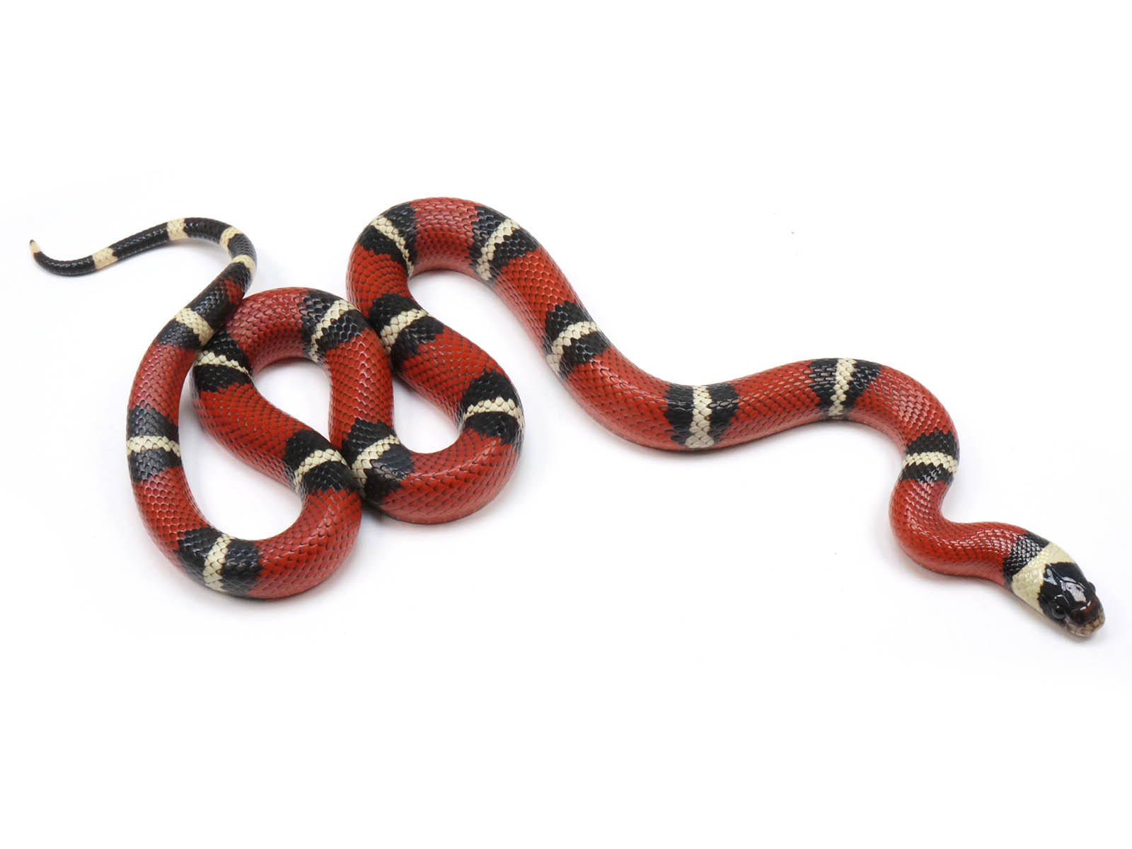 2022 Male Het Splotched Possible Het Albino Sinaloan Milk Snake