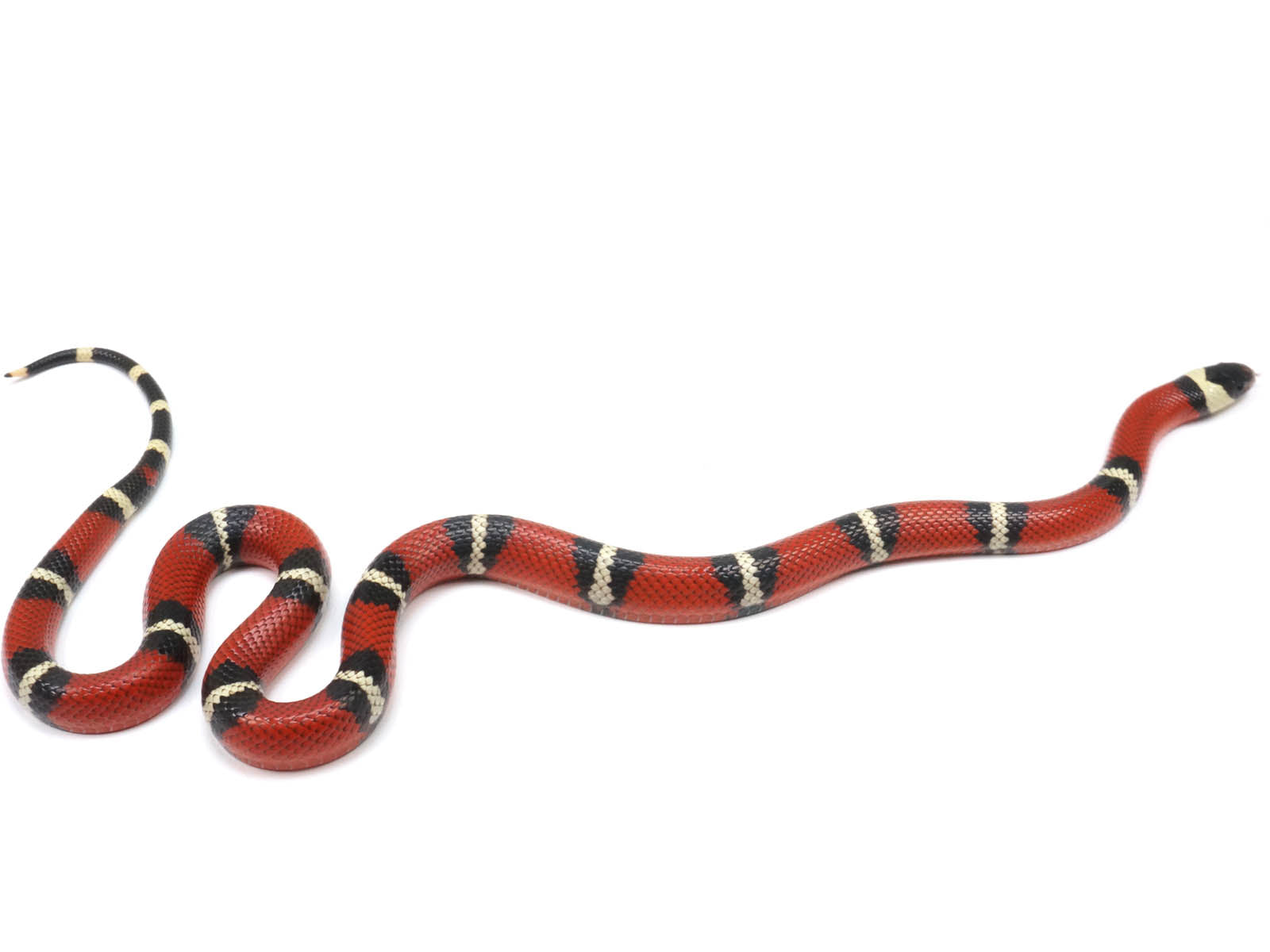 2022 Male Het Splotched Possible Het Albino Sinaloan Milk Snake