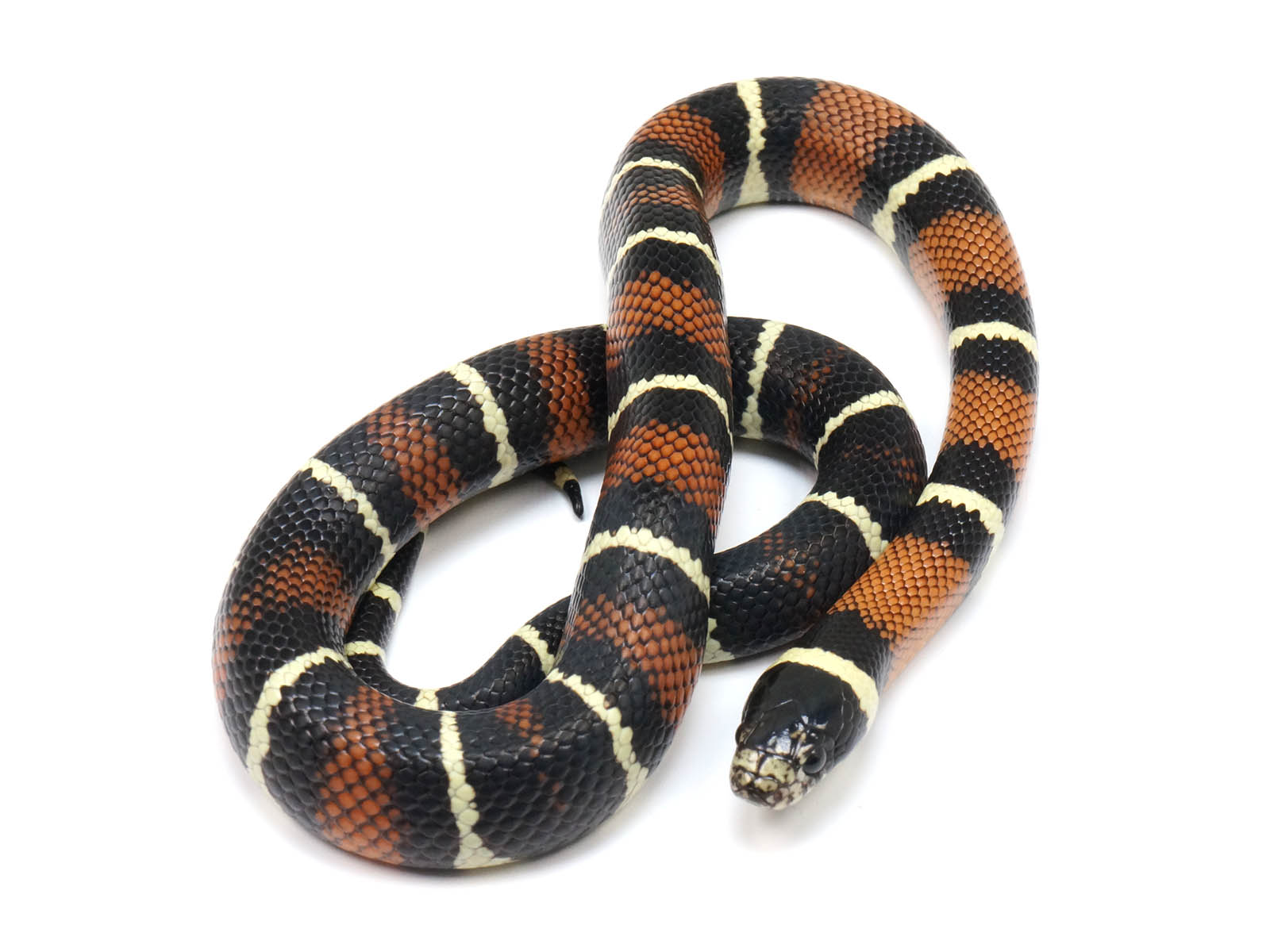2022 Male King Duran Gray-banded California King Snake X Honduran Milk Snake