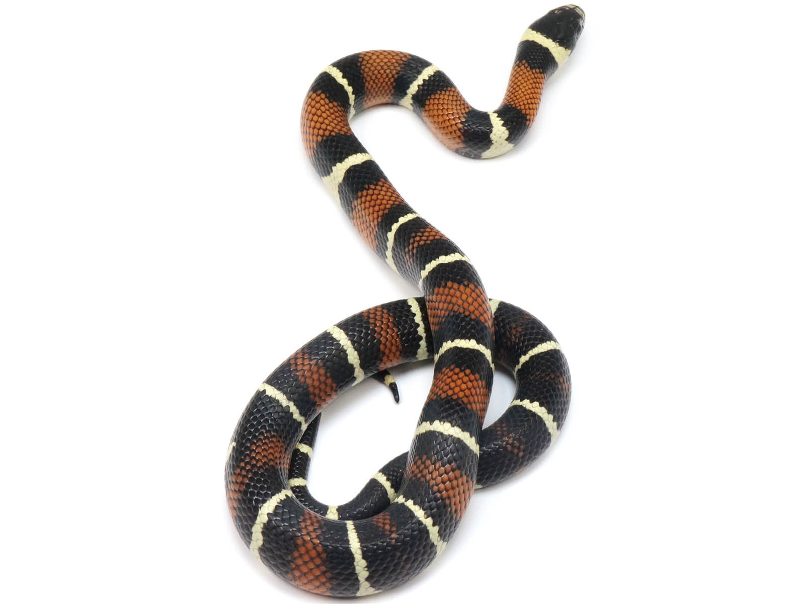 2022 Male King Duran Gray-banded California King Snake X Honduran Milk Snake