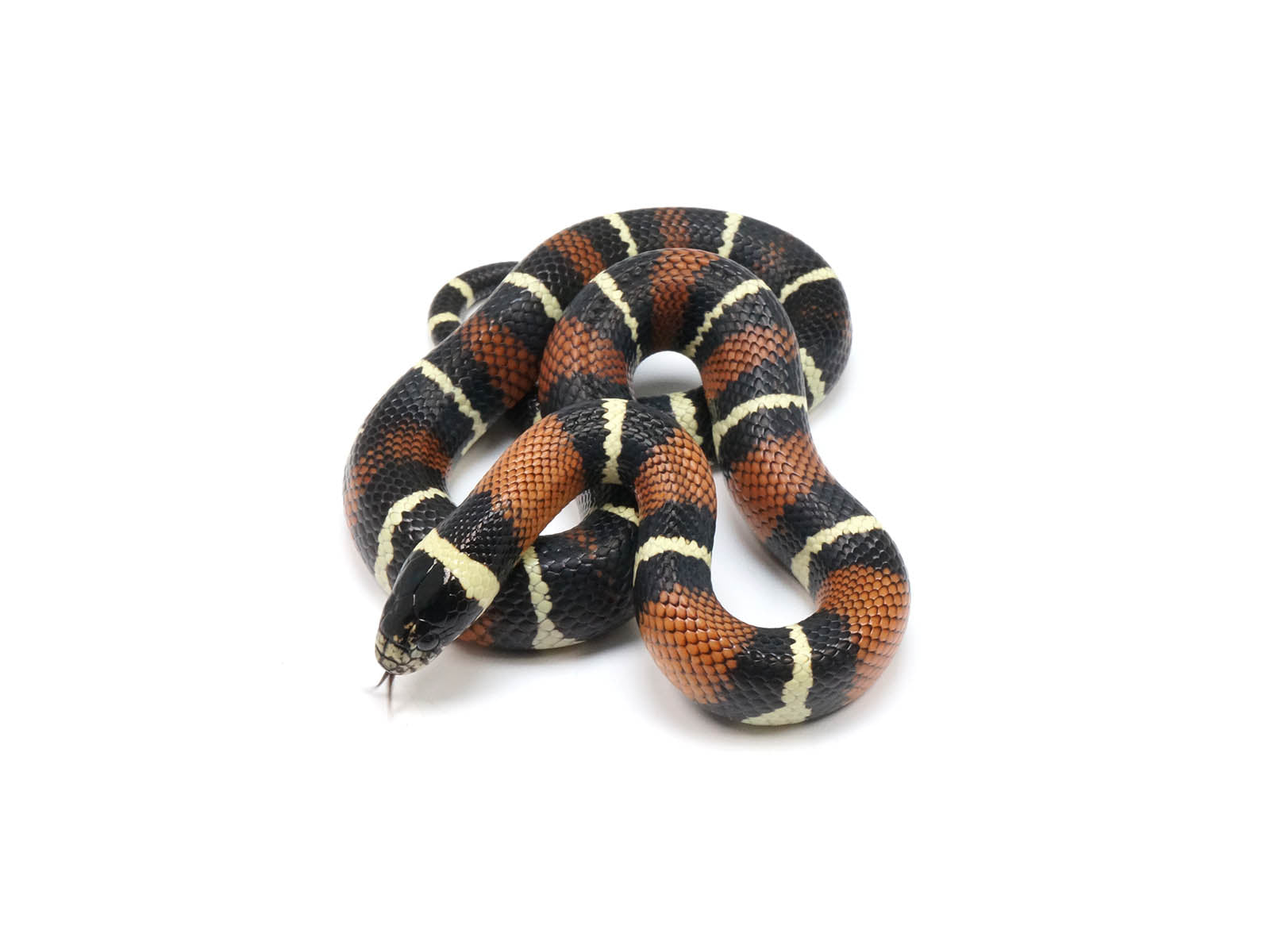 2022 Male King Duran Gray-banded California King Snake X Honduran Milk Snake