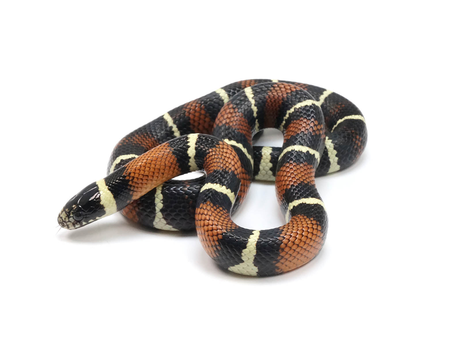 2022 Male King Duran Gray-banded California King Snake X Honduran Milk Snake