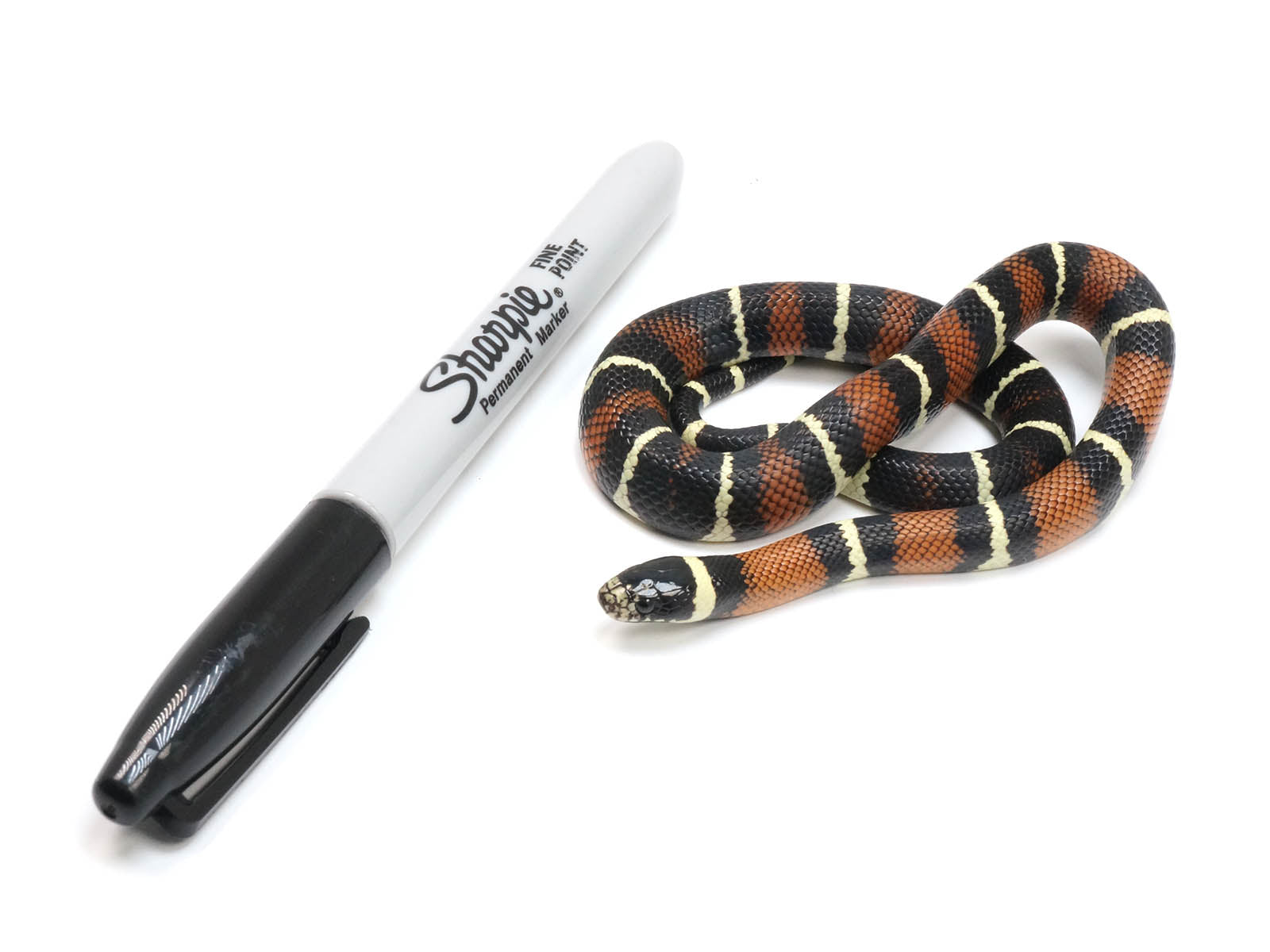 2022 Male King Duran Gray-banded California King Snake X Honduran Milk Snake