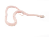 Load image into Gallery viewer, 2022 Male Palmetto Possible Het Albino Corn Snake