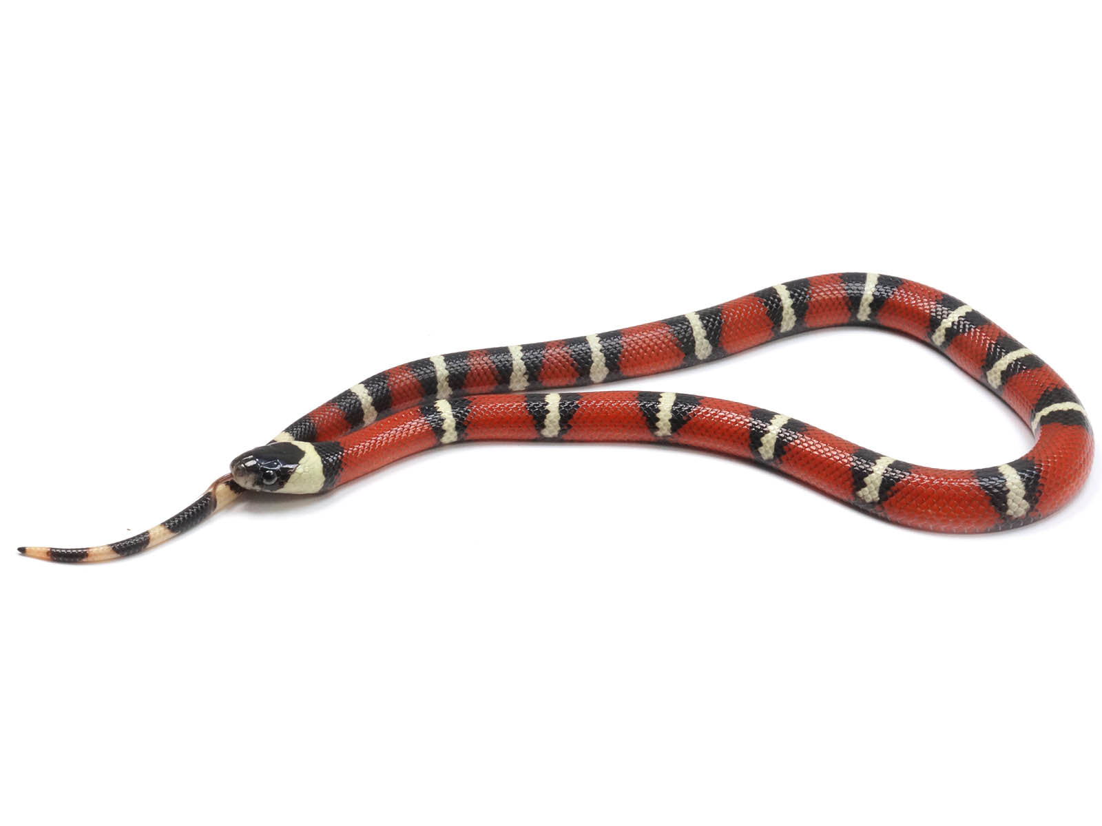 2022 Male Possible Het Albino Possible Het Splotched Sinaloan Milk Snake