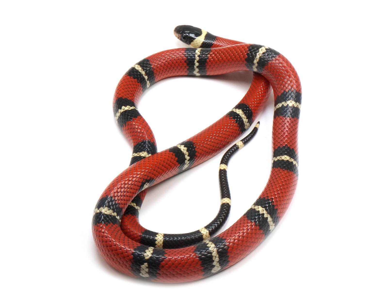 2022 Male Sinaloan Het Splotched Het Albino