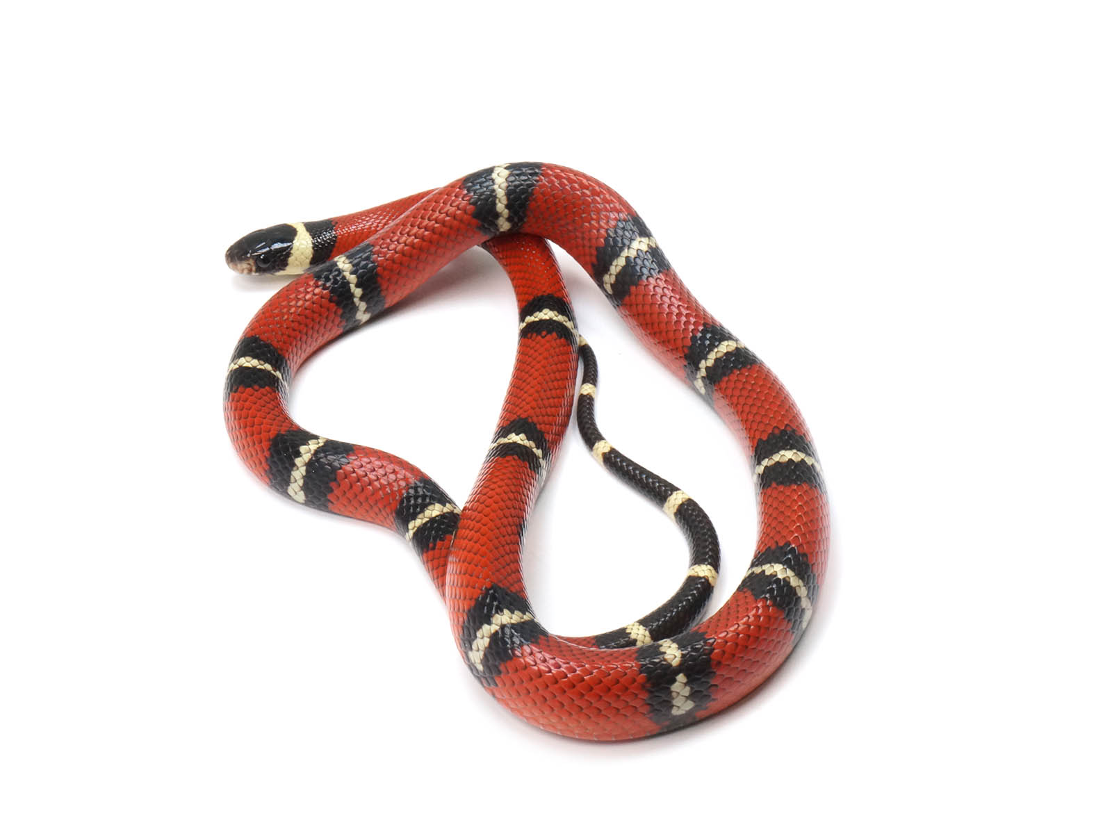 2022 Male Sinaloan Het Splotched Het Albino