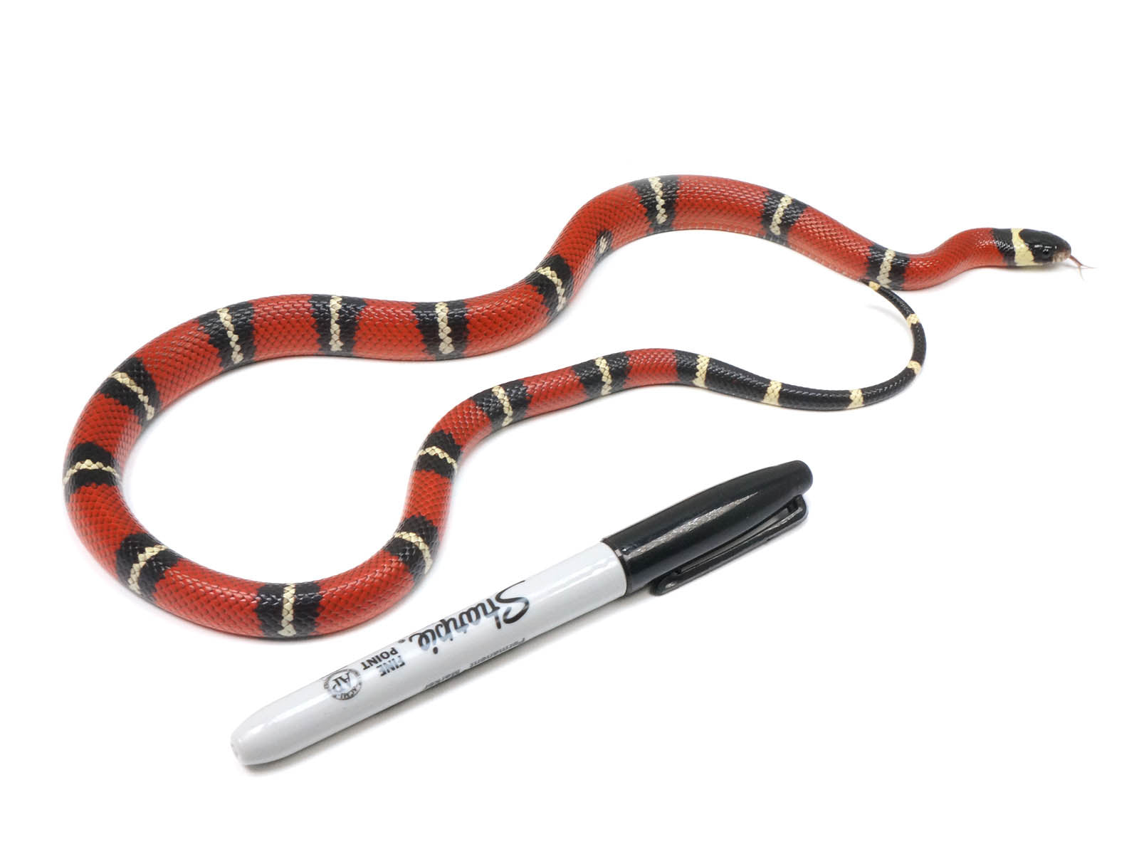 2022 Male Sinaloan Het Splotched Het Albino