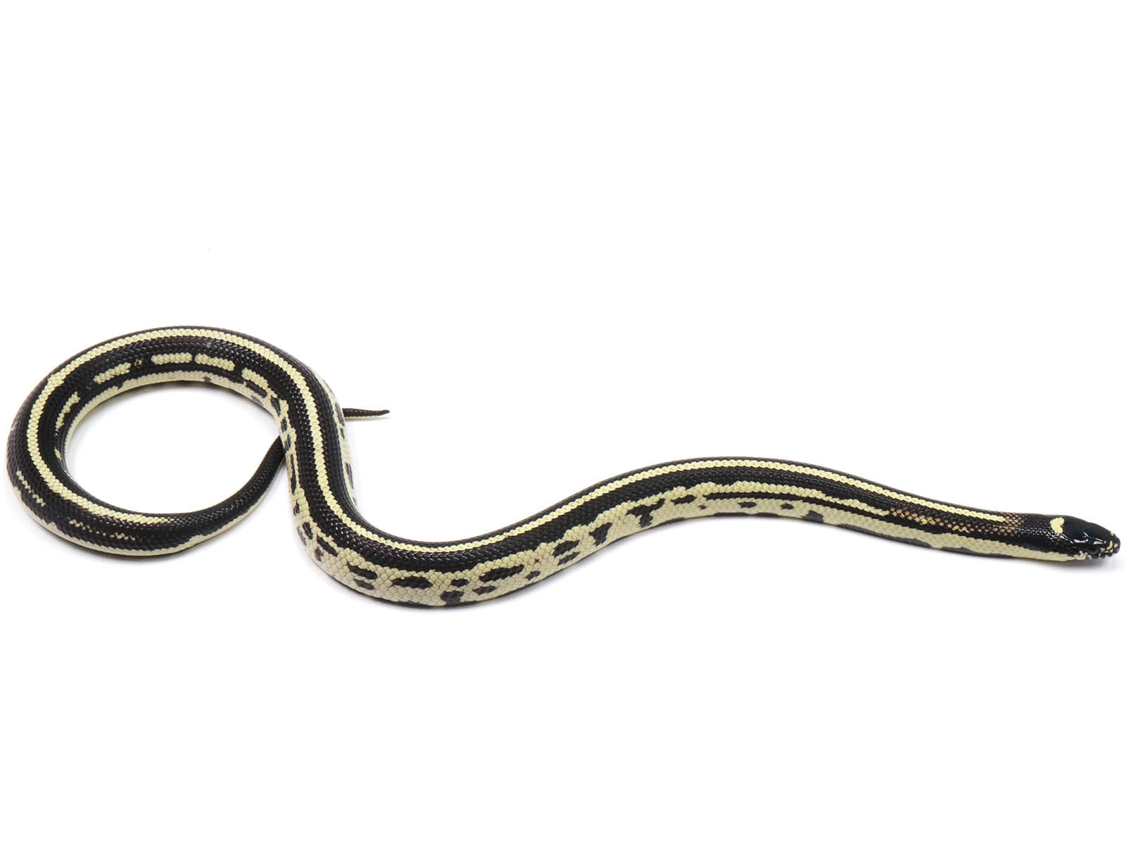 2022 Male Striped King Duran Grey Banded, California King Snake X Honduran Milk Snake