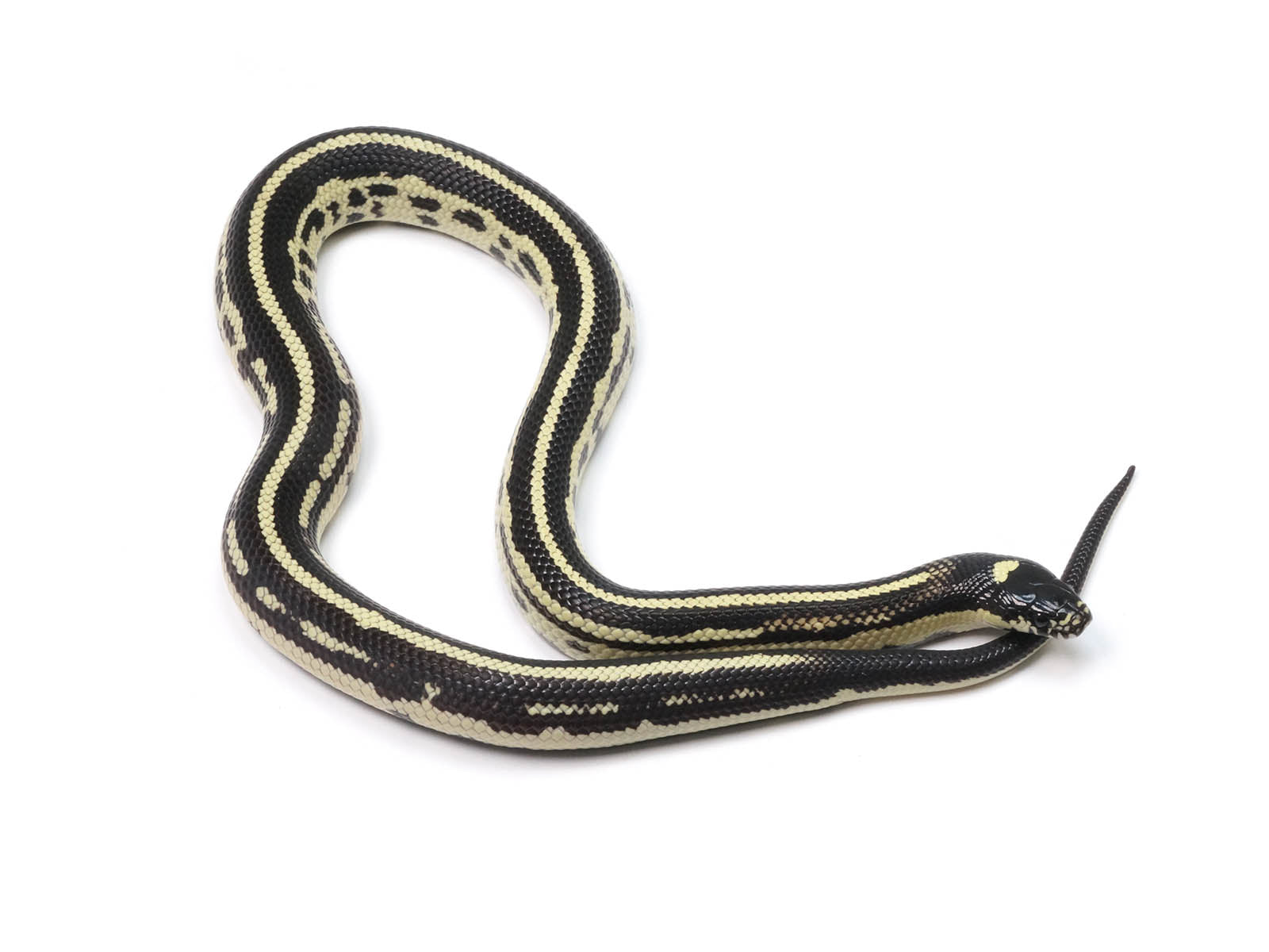 2022 Male Striped King Duran Grey Banded, California King Snake X Honduran Milk Snake