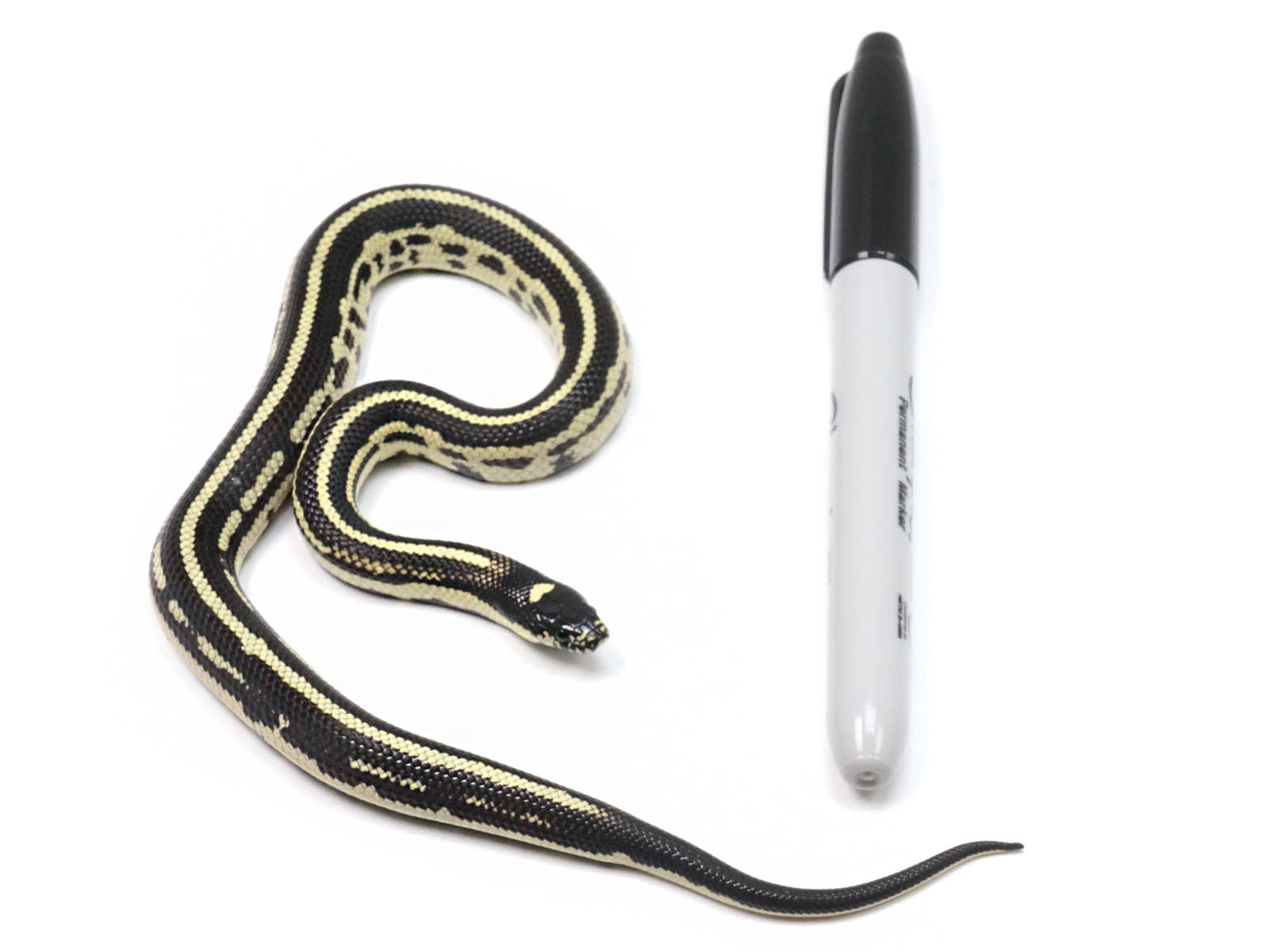 2022 Male Striped King Duran Grey Banded, California King Snake X Honduran Milk Snake