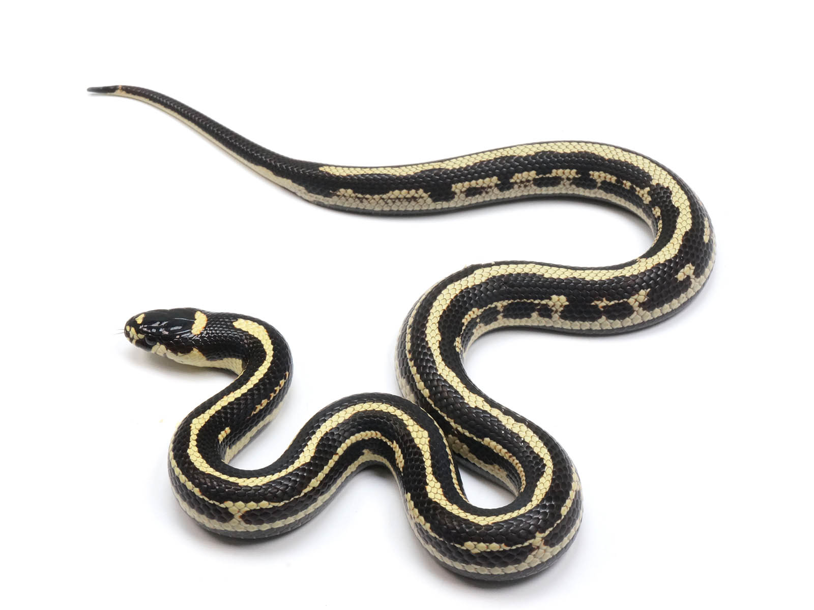 2022 Male Striped King Duran Grey Banded, California King Snake X Honduran Milk Snake