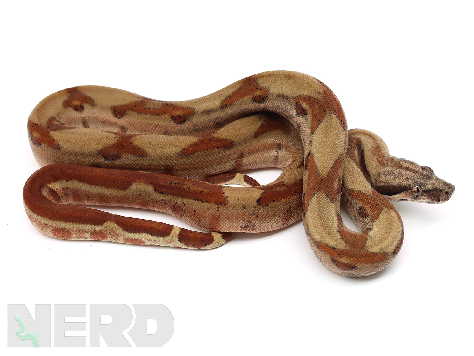 2020 Male Adult Hypo Jungle 66% Double Het Kahl Albino & Het Blood Boa.