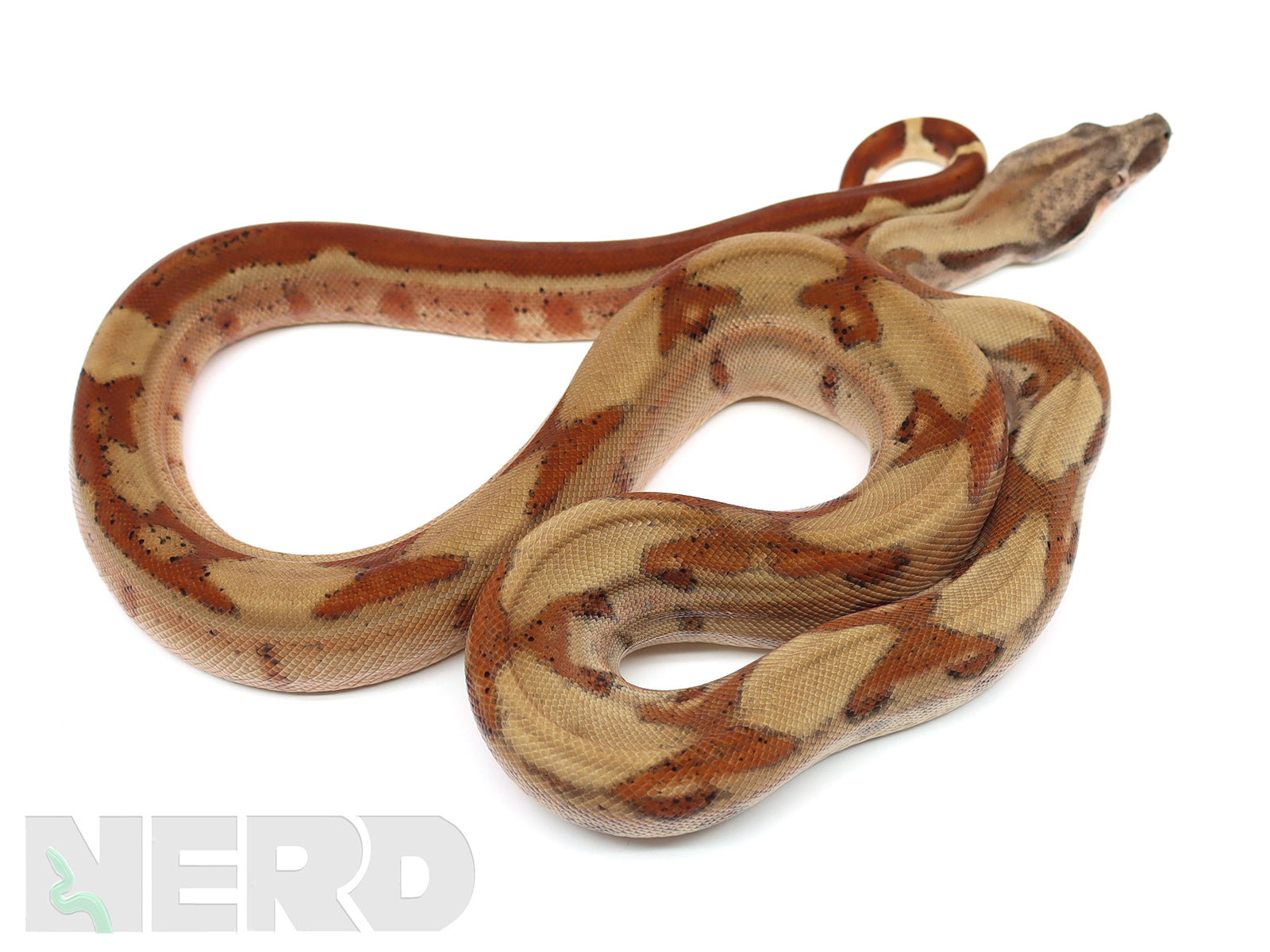 2020 Male Adult Hypo Jungle 66% Double Het Kahl Albino & Het Blood Boa.