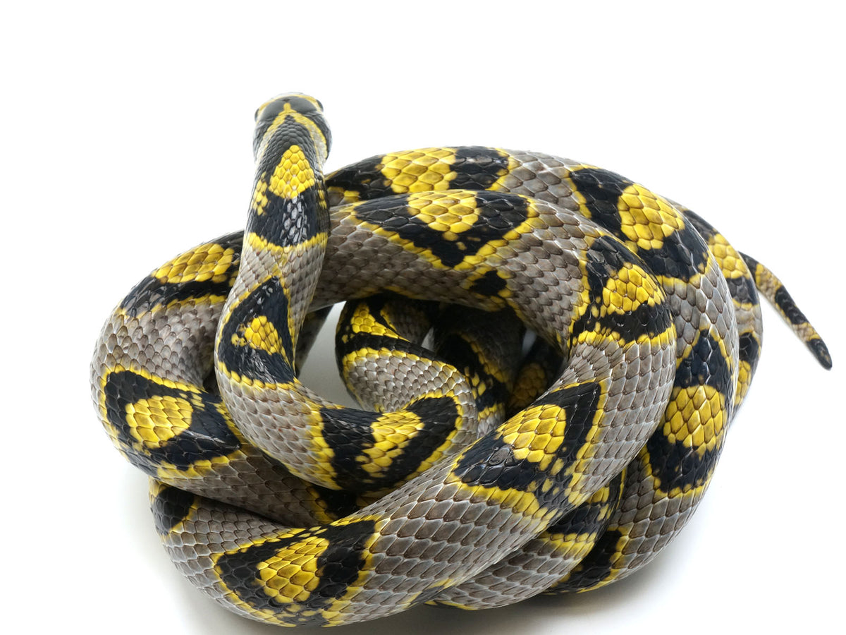 Adult Breeder Female Yellow-Grey Mandarin Rat Snake - WOW. – New 