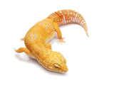 Load image into Gallery viewer, Adult Female Blood Tremper Sunglow Leopard Gecko