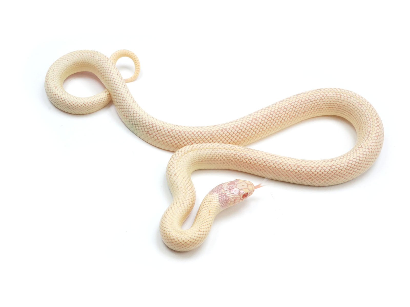 Albino Banana California King Snake