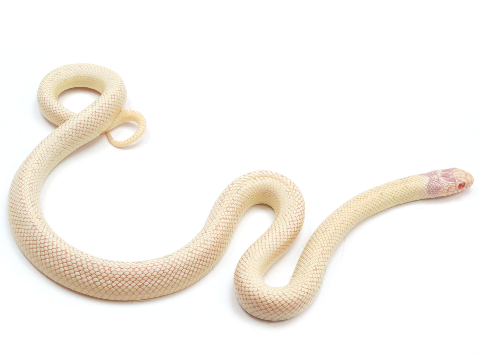 Albino Banana California King Snake