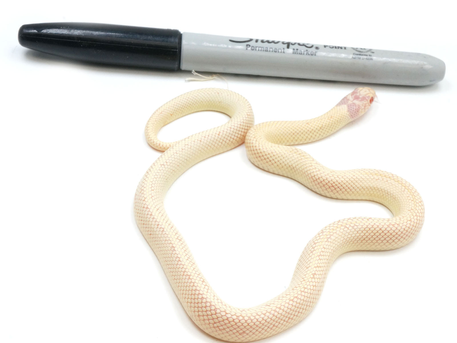 Albino Banana California King Snake
