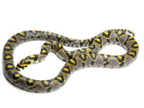 Load image into Gallery viewer, Breeder Male Yellow-Gray Mandarin Rat Snake