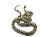Load image into Gallery viewer, Breeder Male Yellow-Gray Mandarin Rat Snake
