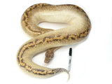 Load image into Gallery viewer, Breeder Size Male Ivory Possible T- Possible T+ Blood Python