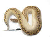 Load image into Gallery viewer, Breeder Size Male Ivory Possible T- Possible T+ Blood Python