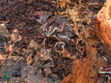 Load image into Gallery viewer, CBB SubAdult Santa Isabel Island Dart Frog (Epipedobates anthonyi)