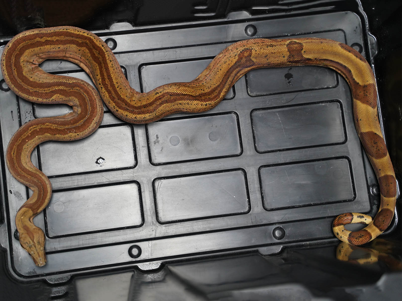 2018 Male Hypo Super Jungle Boa Constrictor