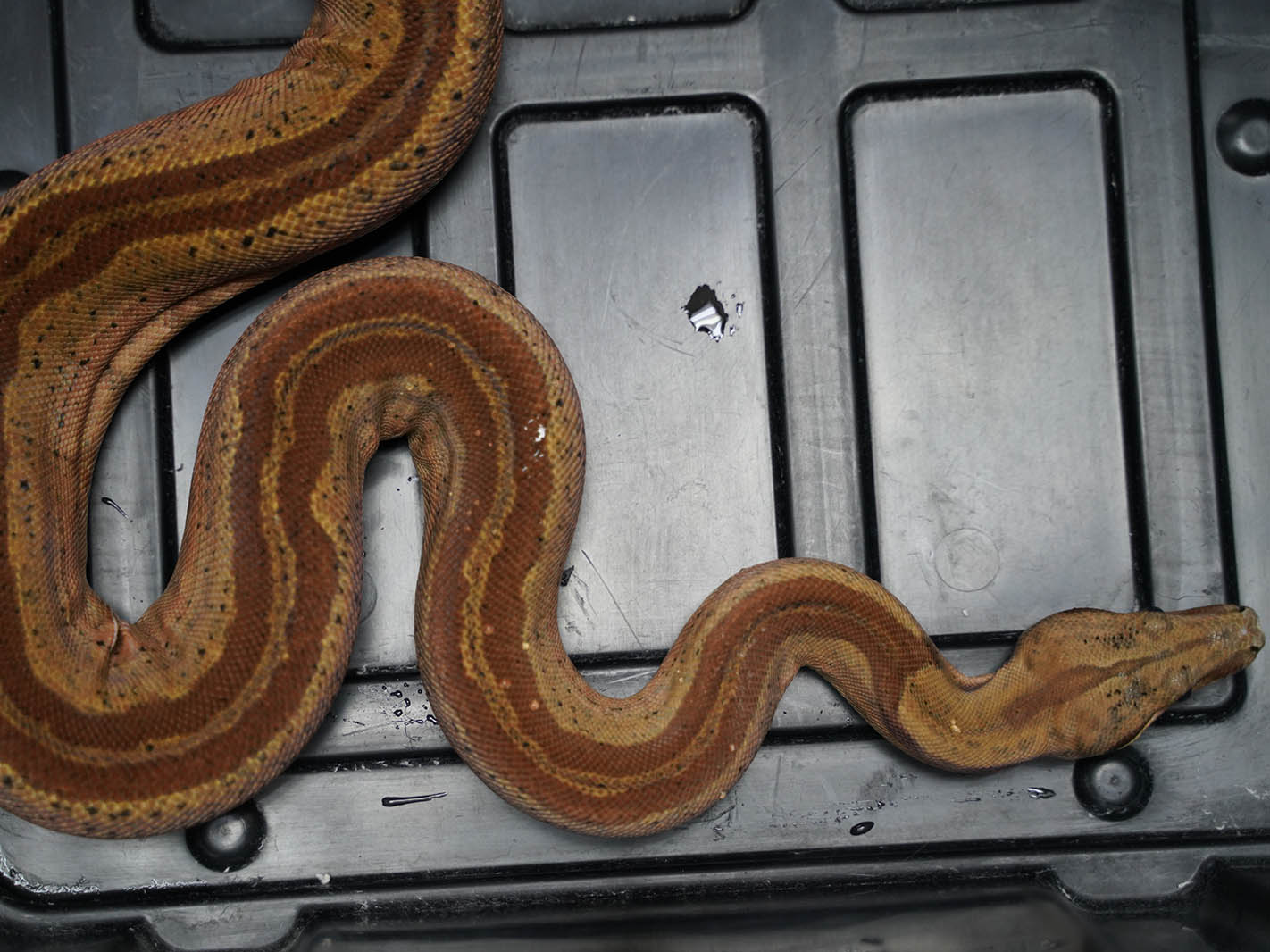 2018 Male Hypo Super Jungle Boa Constrictor