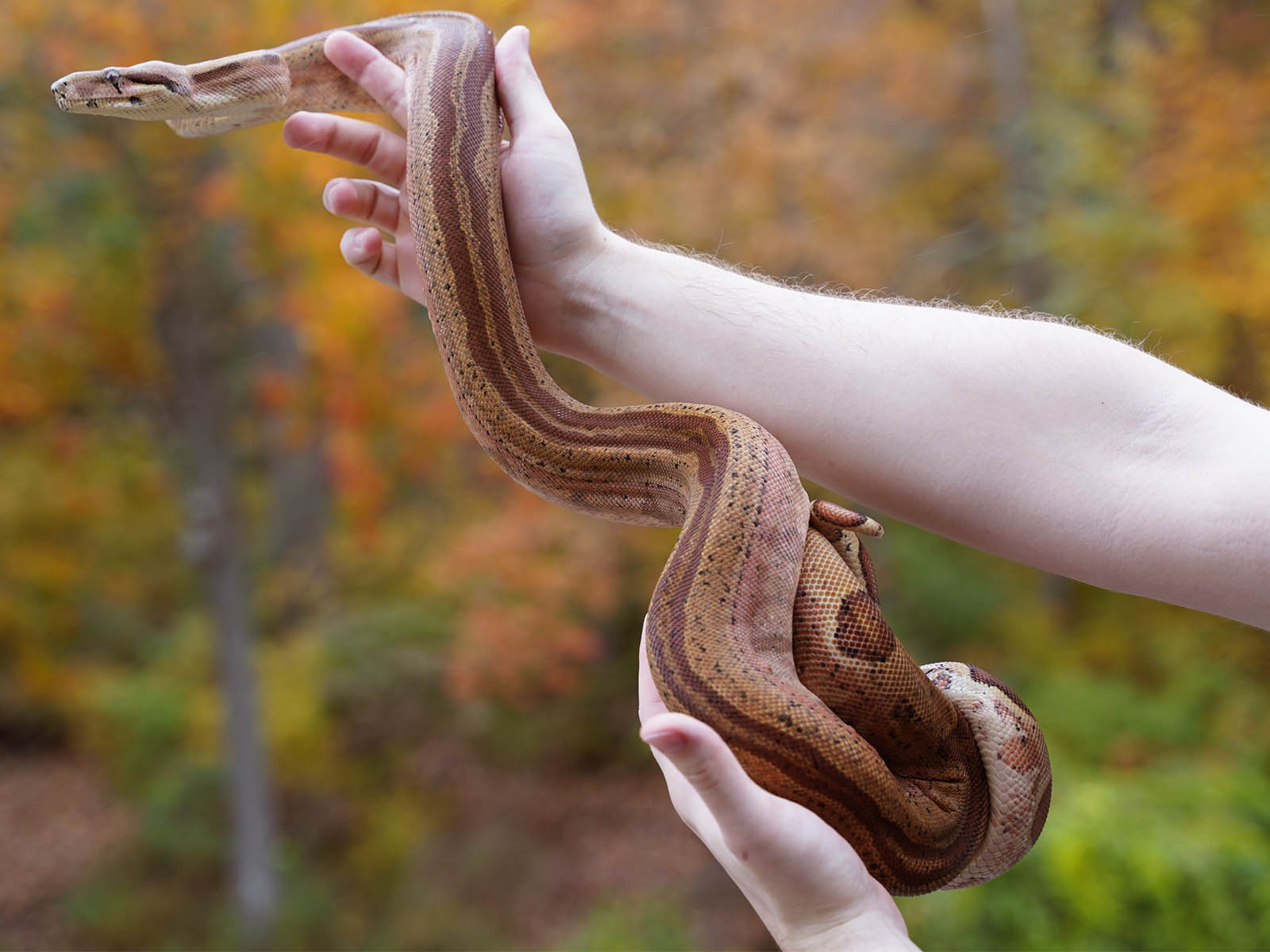 2018 Male Hypo Super Jungle Boa Constrictor