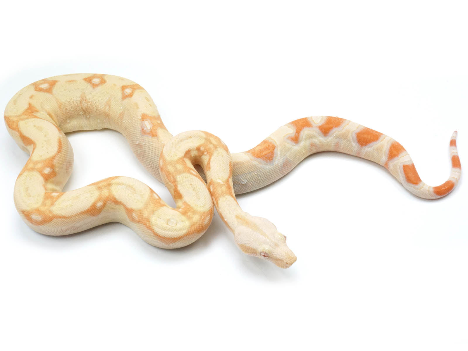 2021 Female Albino IMG Boa Constrictor